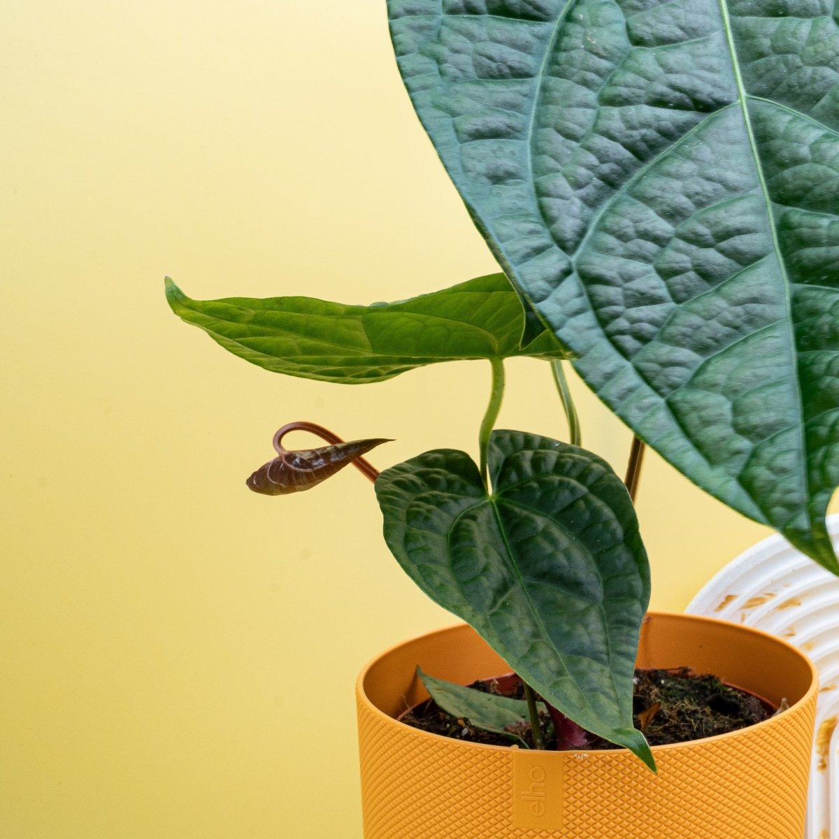 Anthurium Magnificum x Luxurians – Ansicht 10