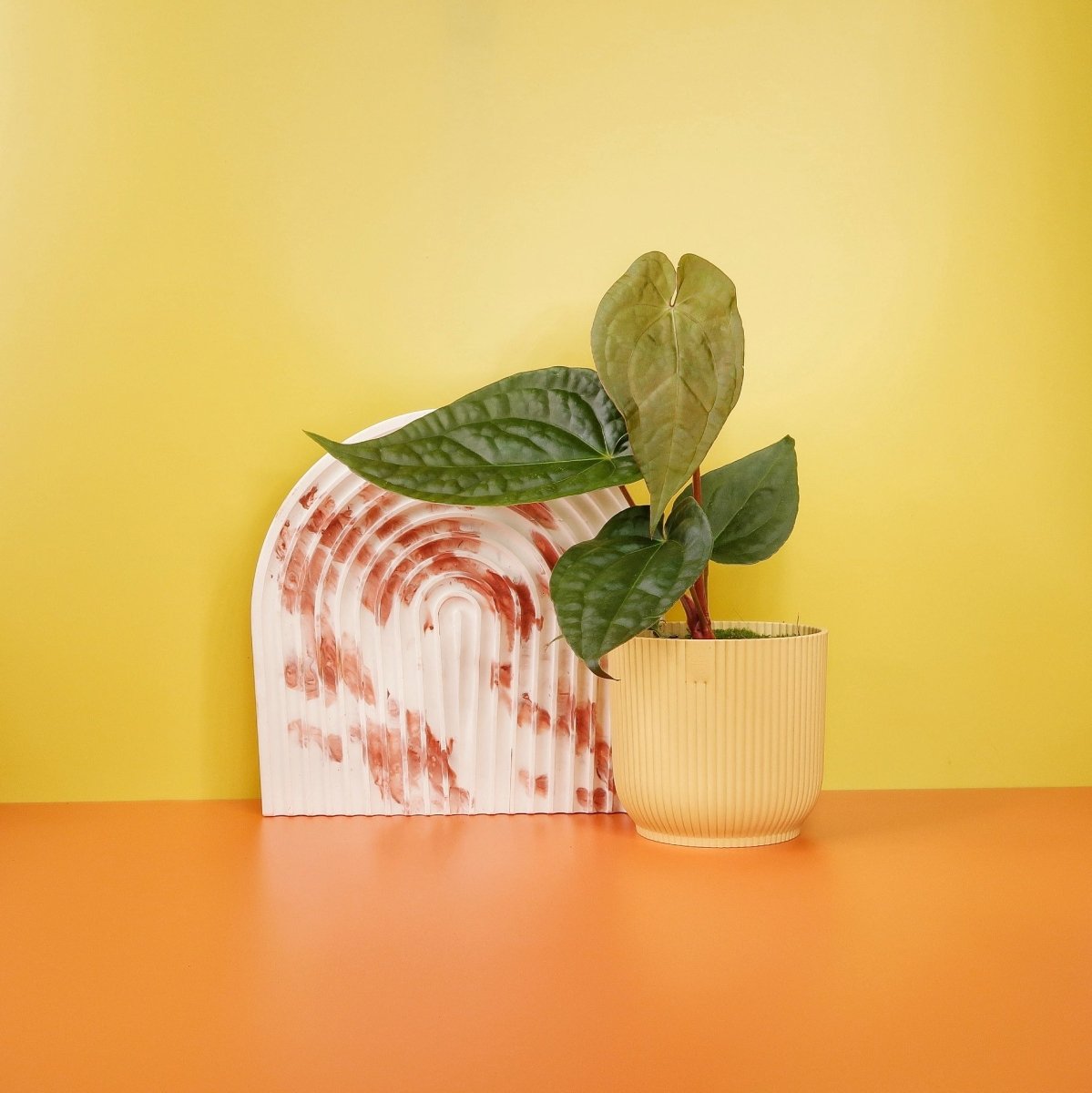 Anthurium Magnificum x Luxurians – Hybride mit samtigen Blättern – potflourri