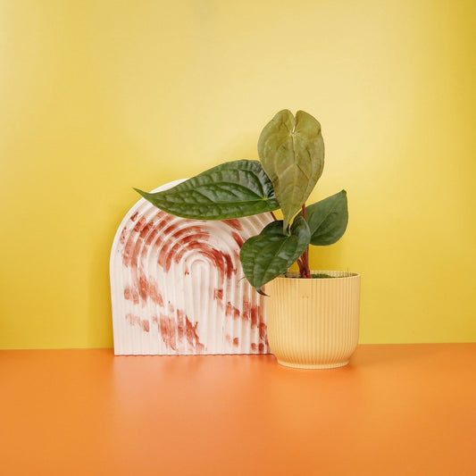 Anthurium Magnificum x Luxurians – Hybride mit samtigen Blättern – potflourri