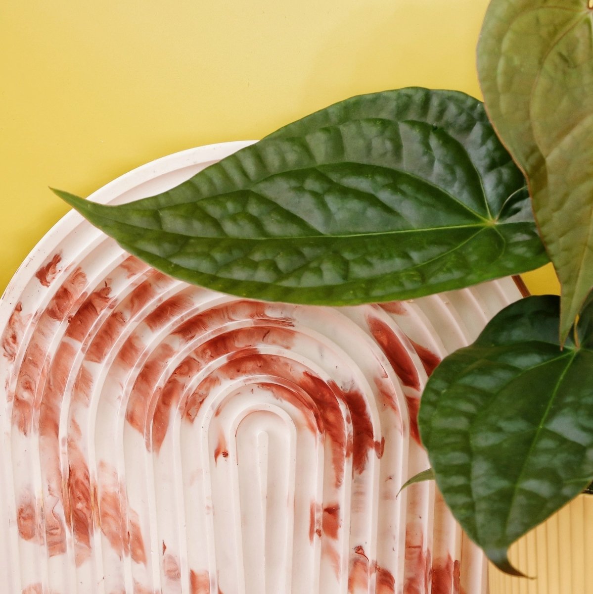 Anthurium Magnificum x Luxurians, zeitlose Eleganz