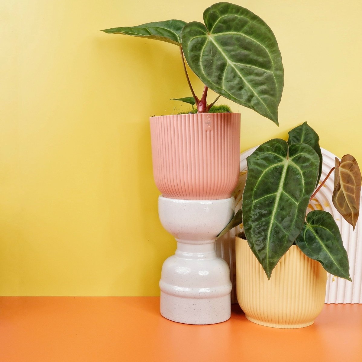 Anthurium Magnificum x Regale, besondere Textur