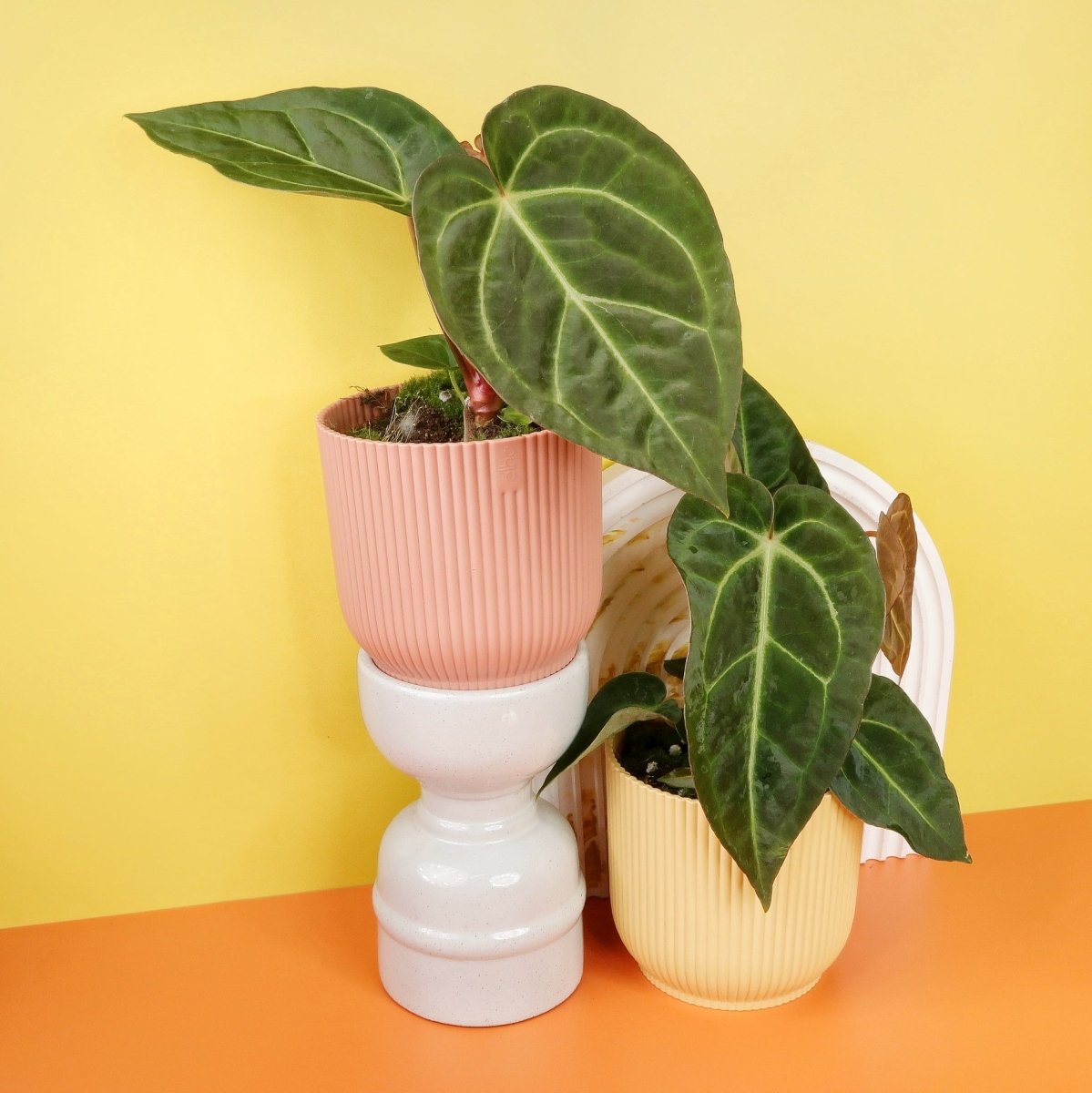 Anthurium Magnificum x Regale – Ansicht 6