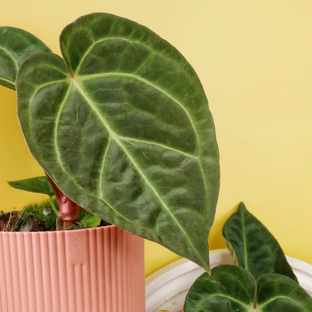 Anthurium Magnificum x Regale – Ansicht 7