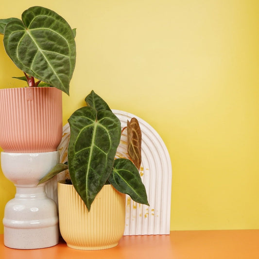 Anthurium Magnificum x Regale – Hybride mit samtigen Blättern – potflourri