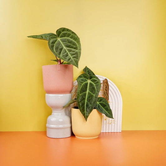 Anthurium Magnificum x Regale – Hybride mit samtigen Blättern – potflourri