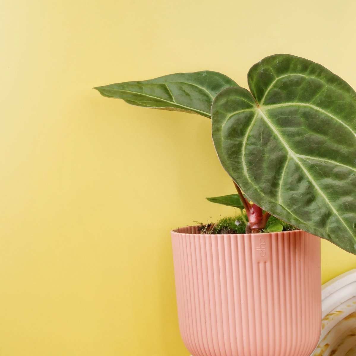 Anthurium Magnificum x Regale, seltene Hybride für Sammler