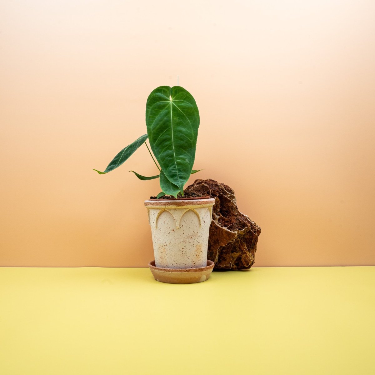 Anthurium Queremalense, samtig-matte Blätter – potflourri