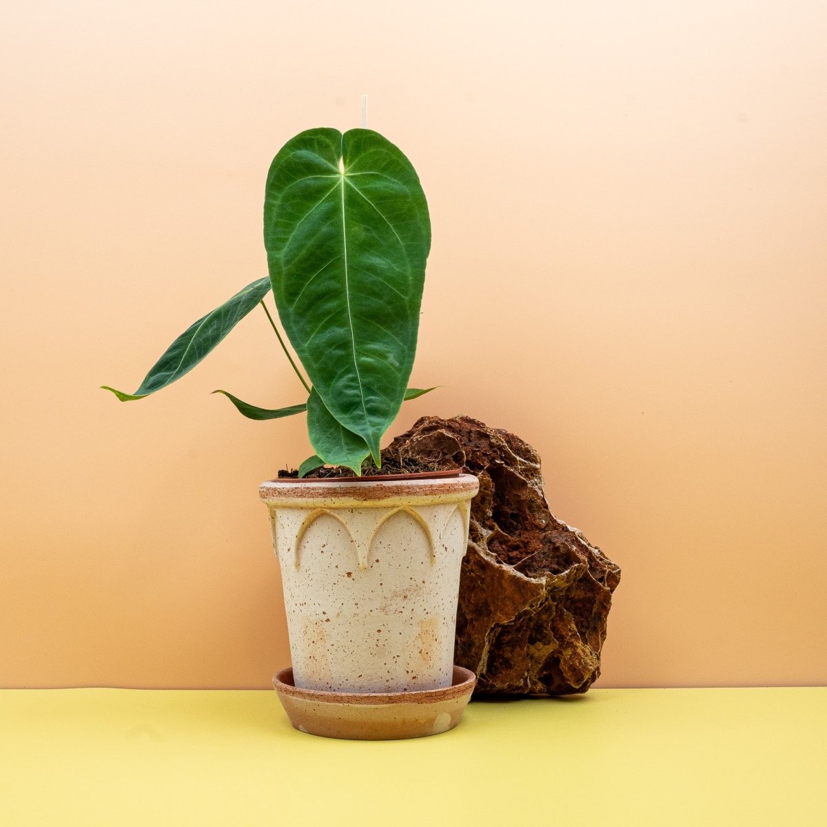 Anthurium Queremalense, majestätischer Wuchs