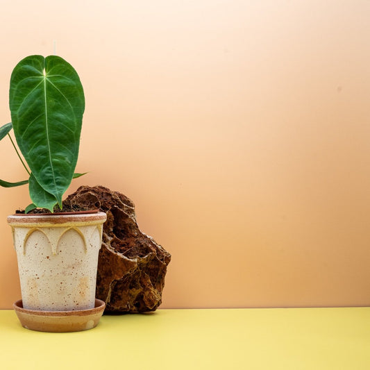 Anthurium Queremalense, samtig-matte Blätter – potflourri
