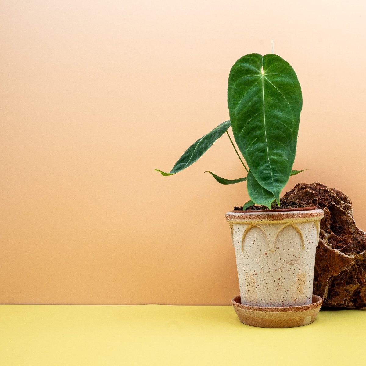 Anthurium Queremalense mit markanten Blattadern
