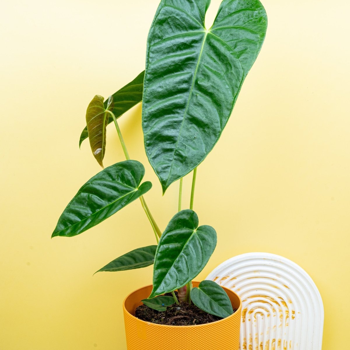 Anthurium Recavum, kontrastreiche Blattfärbung