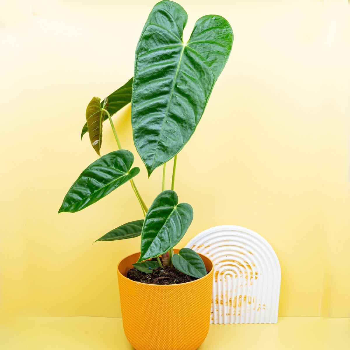 Anthurium Recavum, dunkelgrüne ledrige Blätter – potflourri