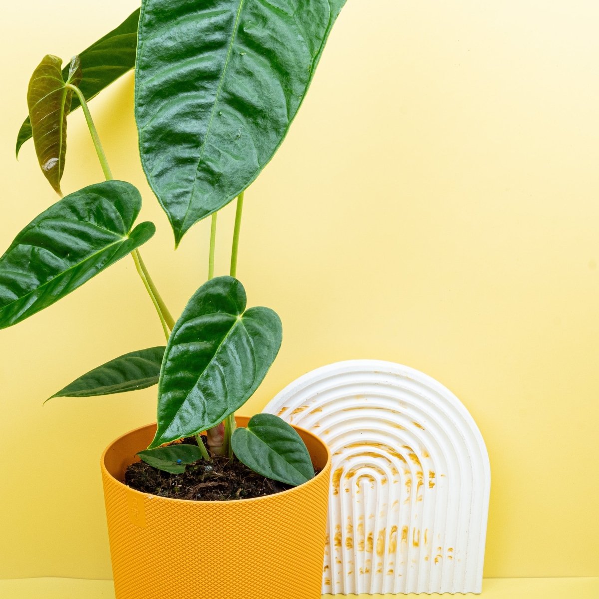 Anthurium Recavum, nach unten gebogene Blattform im Detail