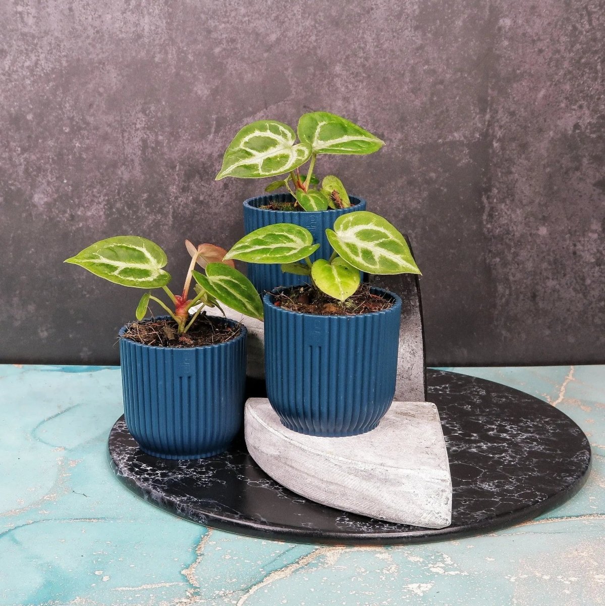 Anthurium Silver Blush – Zimmerpflanze mit perlgrauen Blättern – potflourri