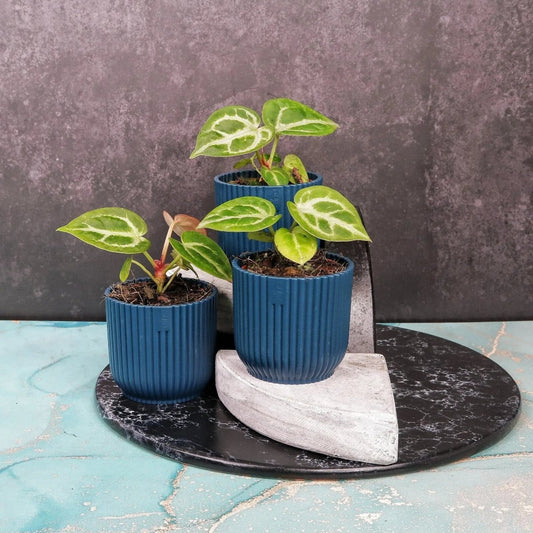Anthurium Silver Blush – Zimmerpflanze mit perlgrauen Blättern – potflourri
