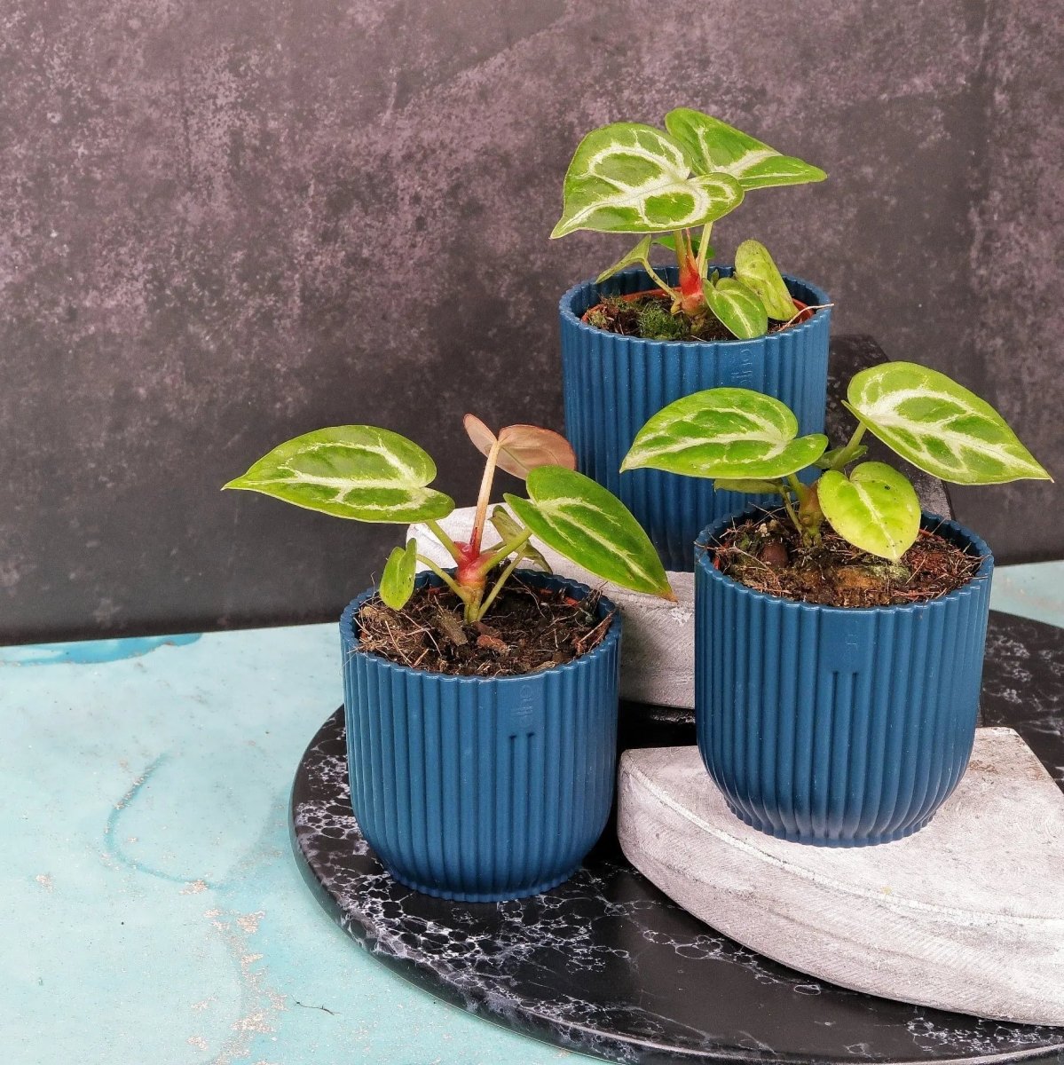 Anthurium Silver Blush verwandt mit Anthurium Crystallinum