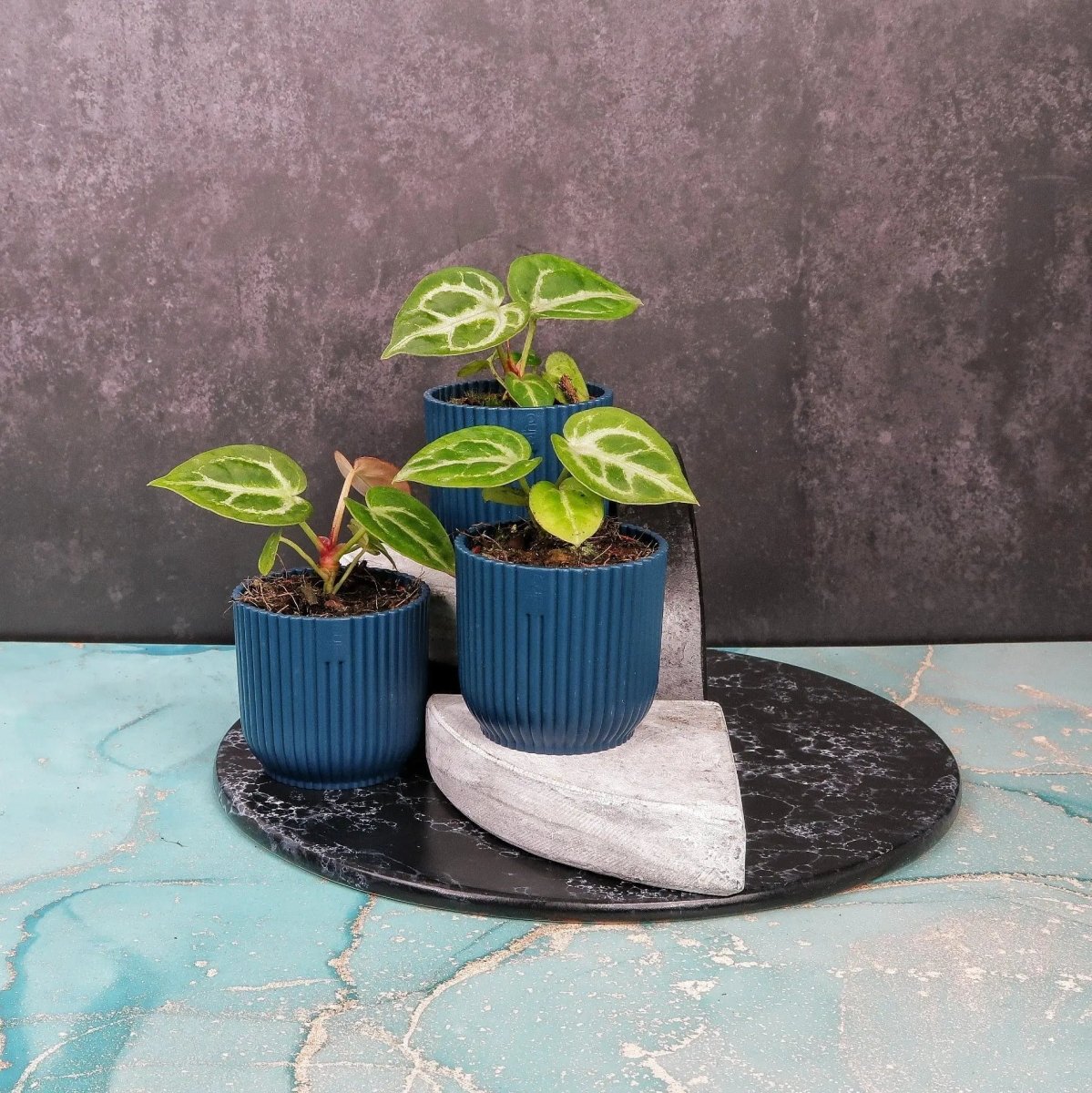 Anthurium Silver Blush – eleganter Blattkontrast