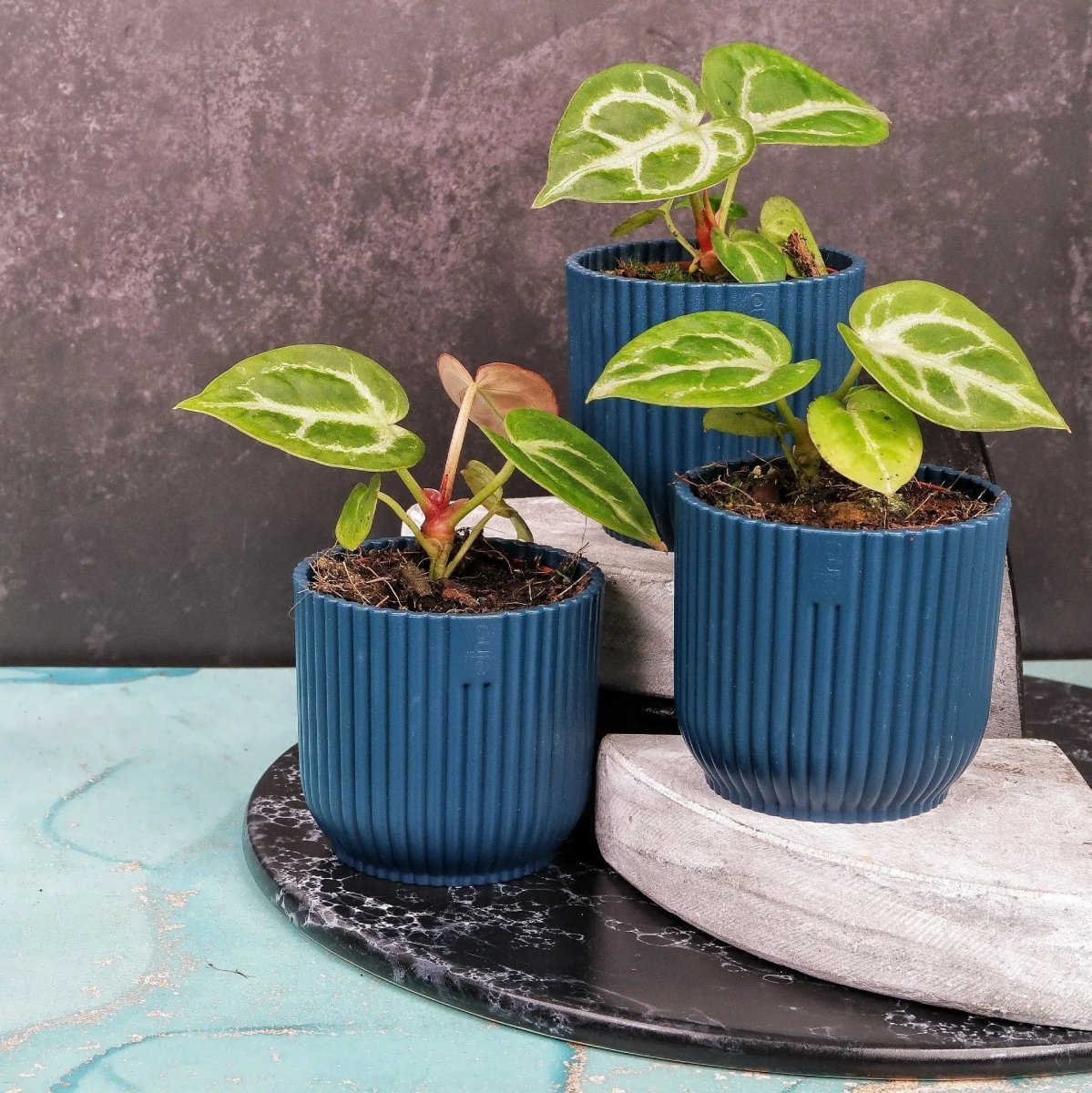 Anthurium Silver Blush – faszinierende Blattästhetik