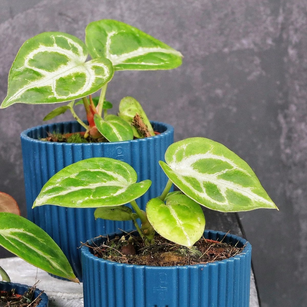 Anthurium Silver Blush – charmante silbrig-grüne Zeichnung