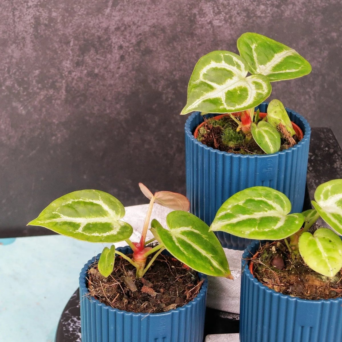 Anthurium Silver Blush – silbrige Nuancen auf tiefgrünen Blättern