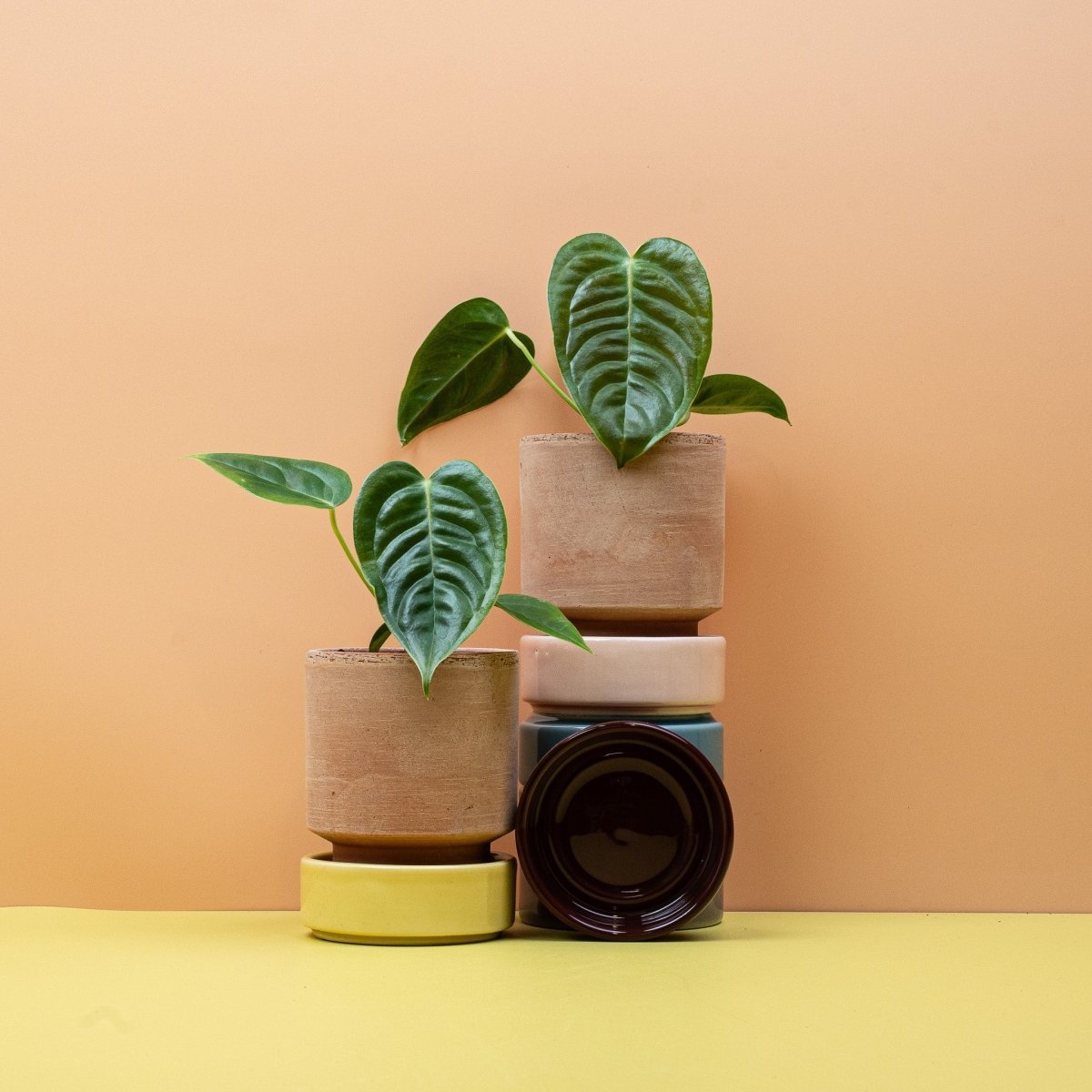 Anthurium Veitchii, langgezogenes Blatt einer Sammlerpflanze