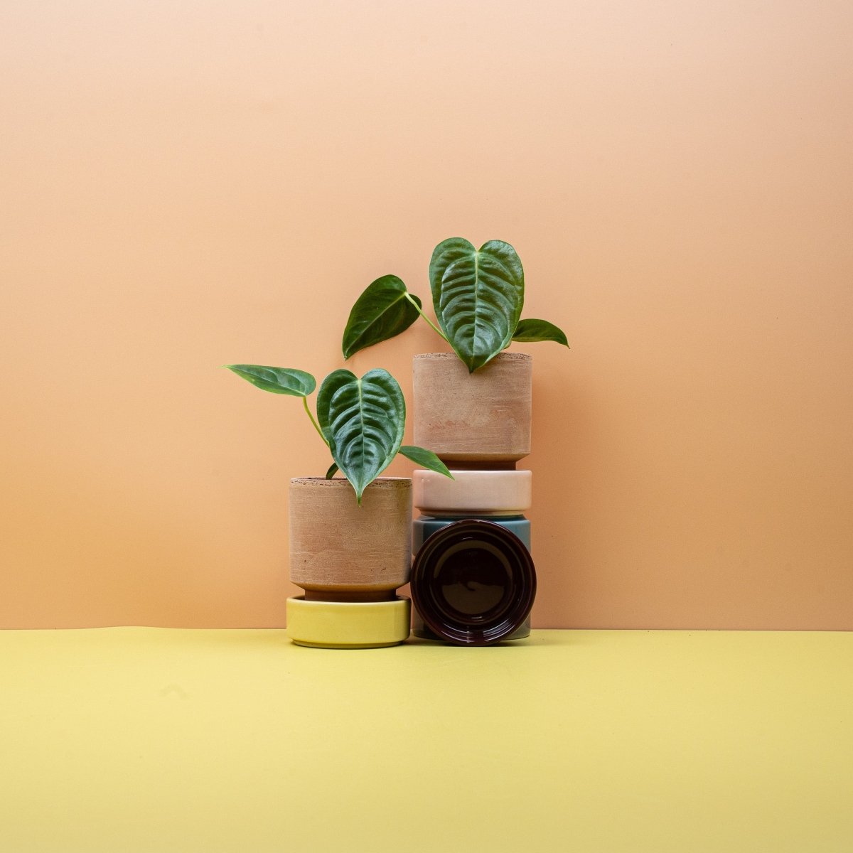 Anthurium Veitchii, tiefe Querriffelung auf glänzendem Blatt