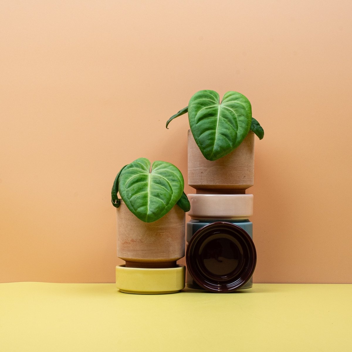Anthurium Villenaorum im Topf – Ansicht 8