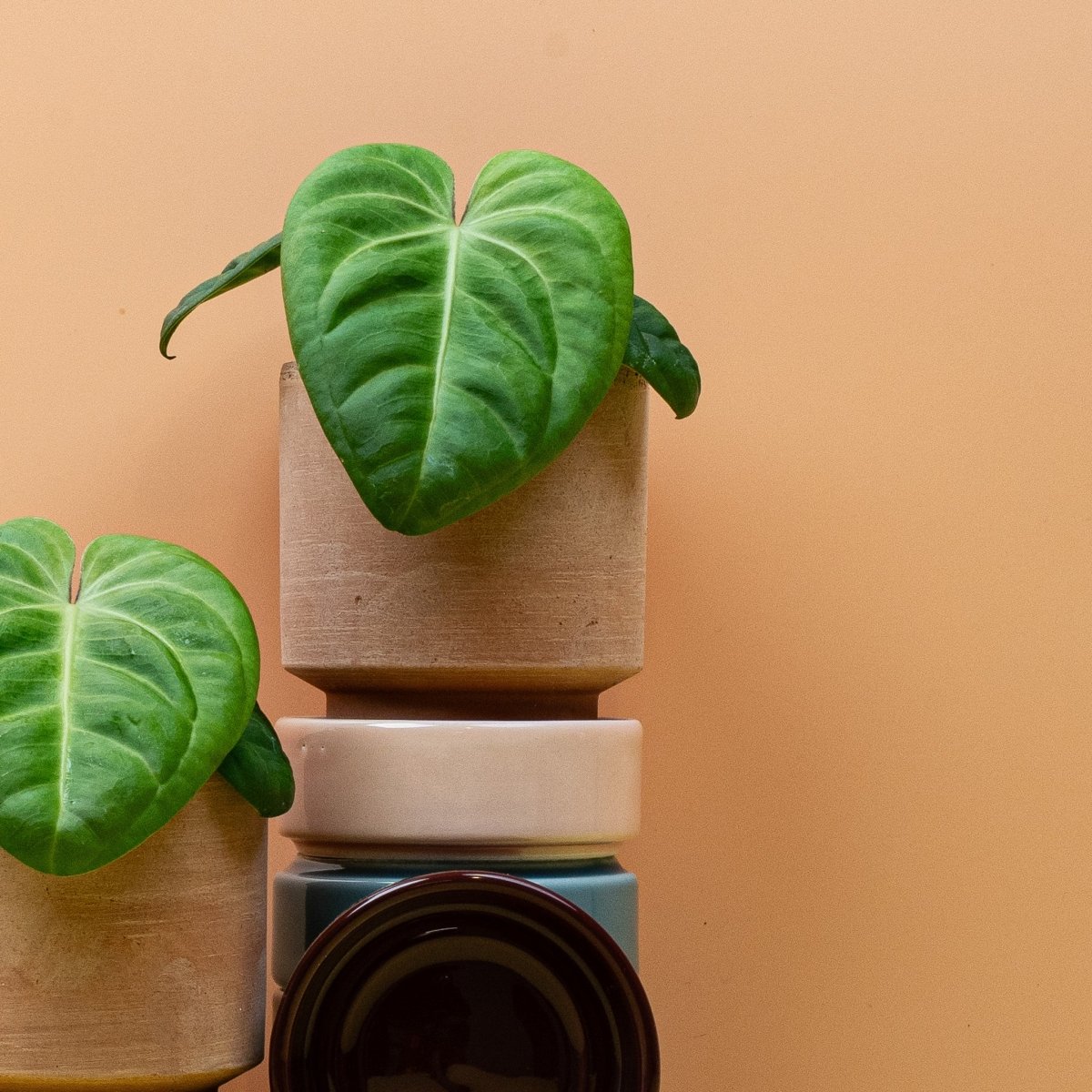 Anthurium Villenaorum, Wuchsform – Ansicht 9