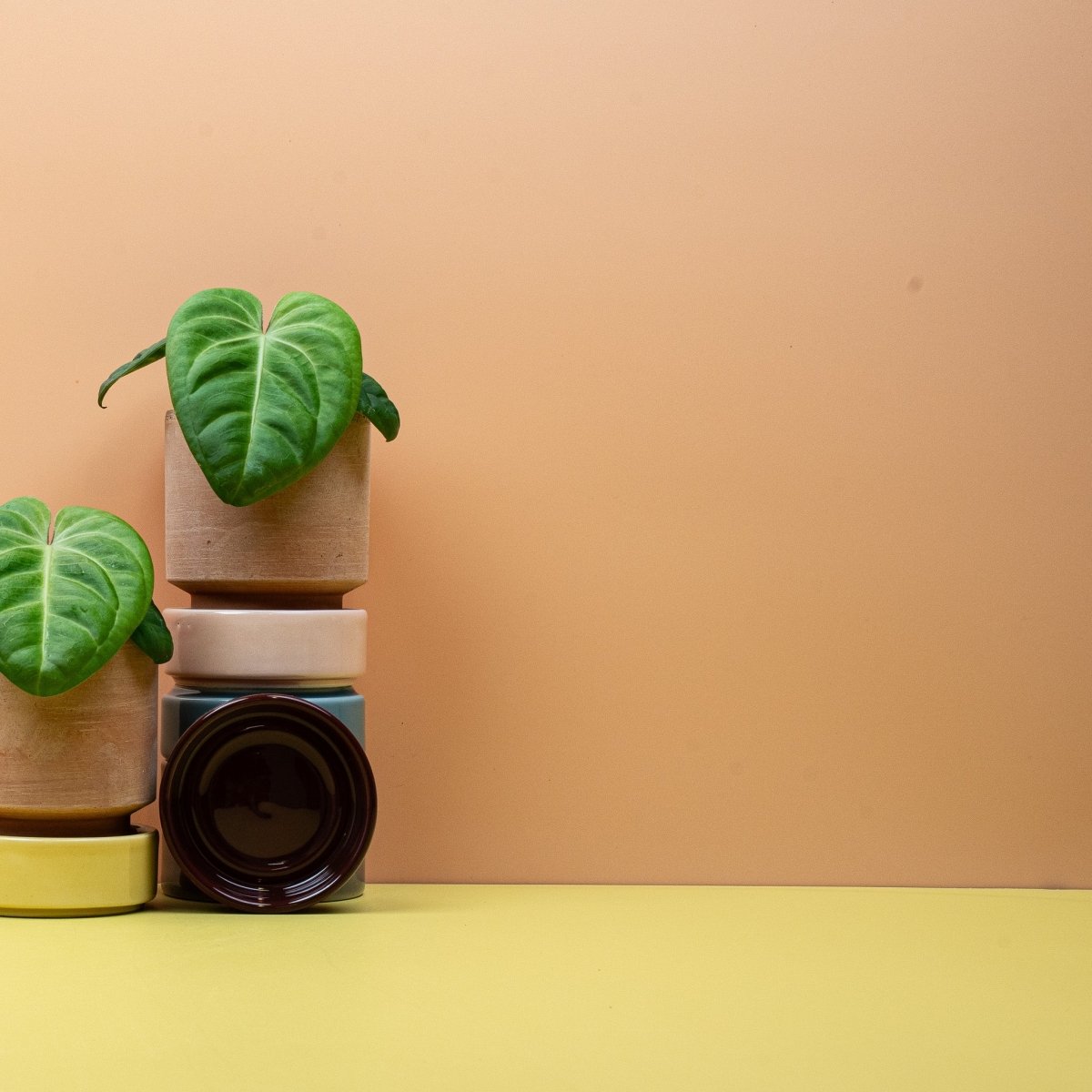 Anthurium Villenaorum, Blattdetail – Ansicht 7