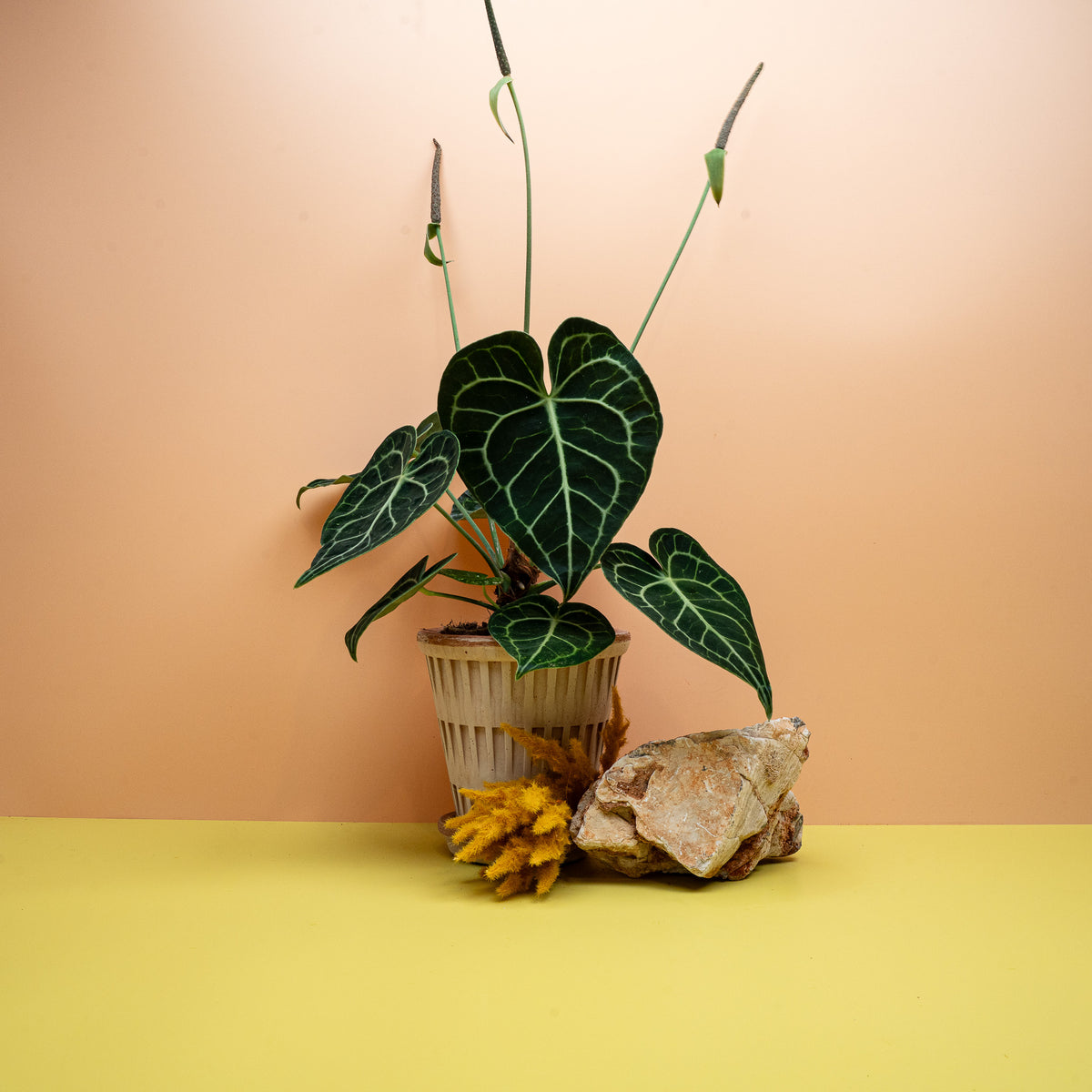 ANTHURIUM CLARINERVIUM
