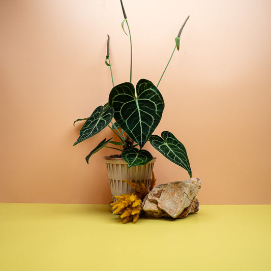 ANTHURIUM CLARINERVIUM