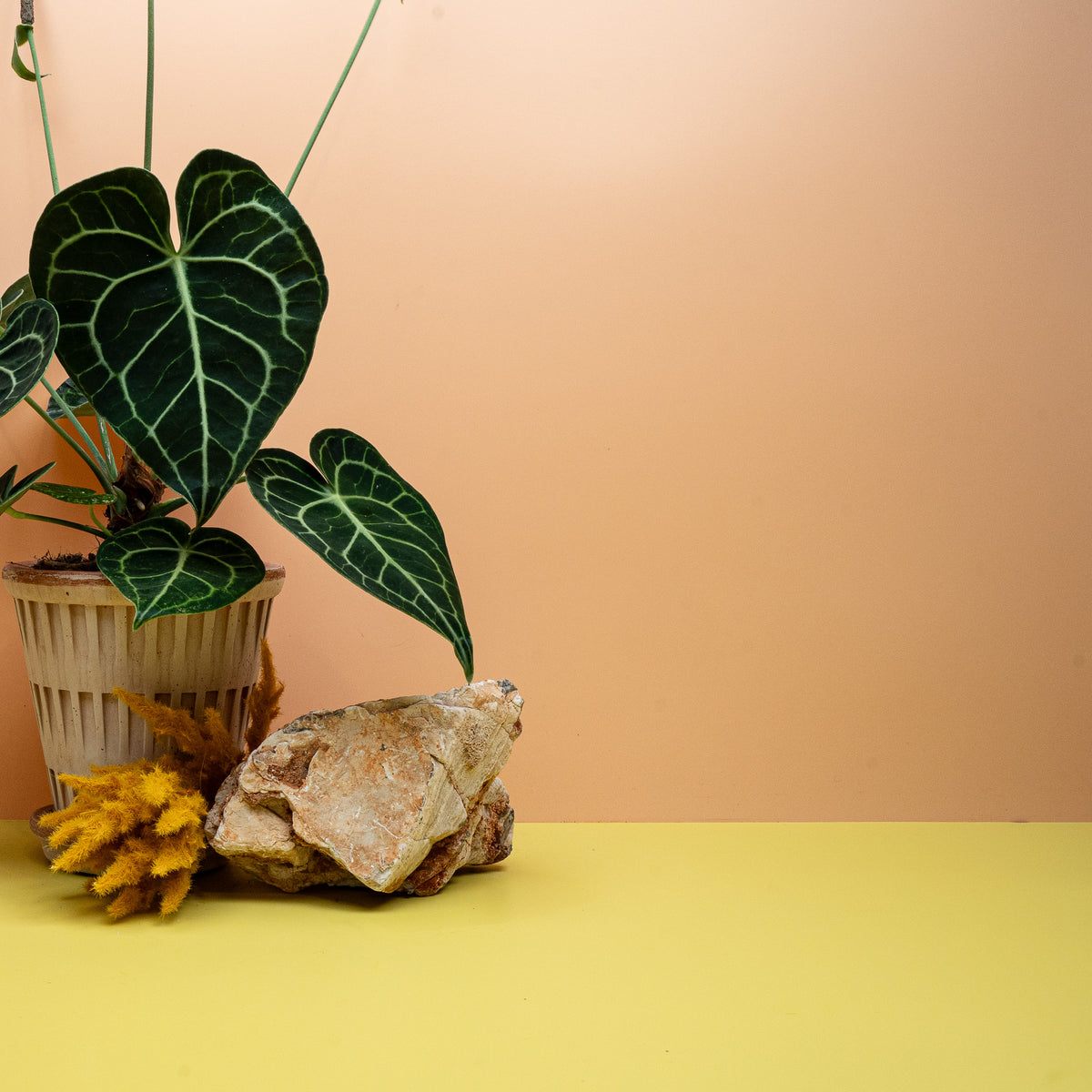 ANTHURIUM CLARINERVIUM