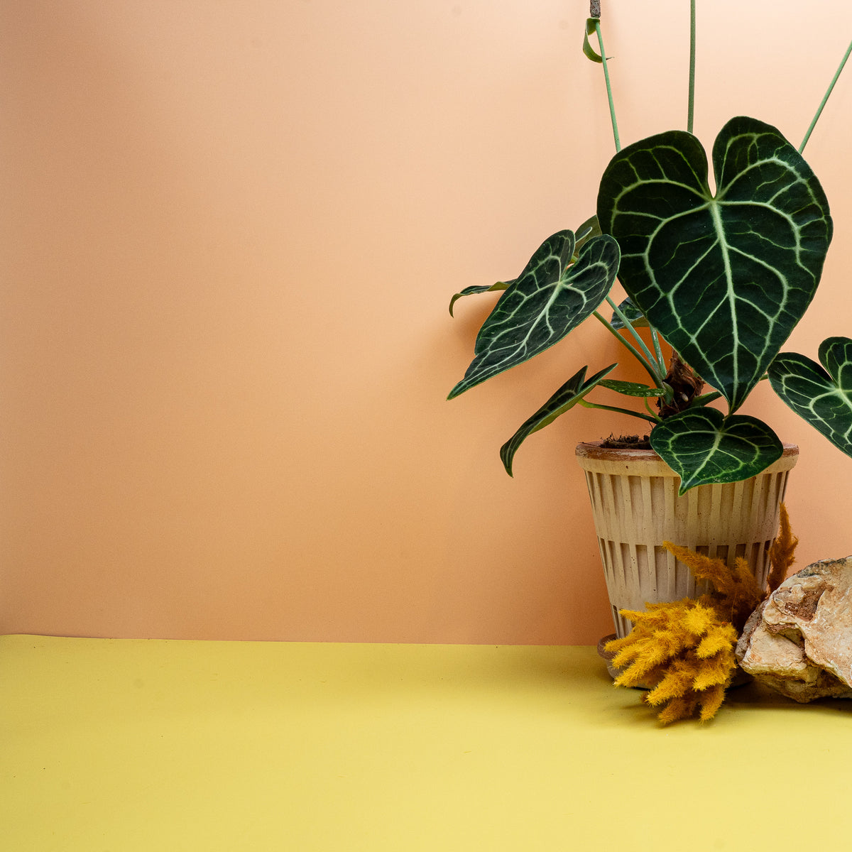 ANTHURIUM CLARINERVIUM
