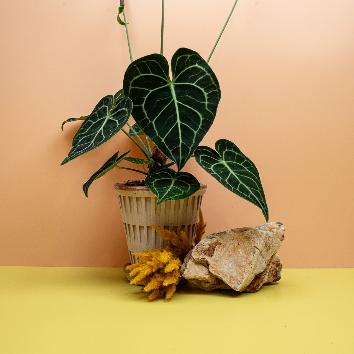 ANTHURIUM CLARINERVIUM