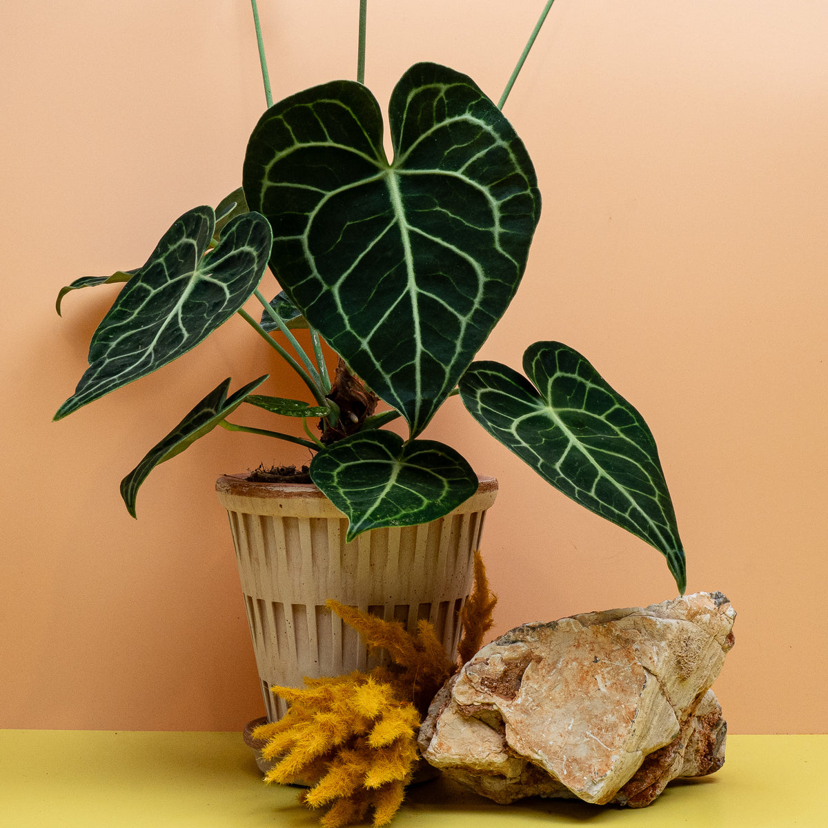 ANTHURIUM CLARINERVIUM