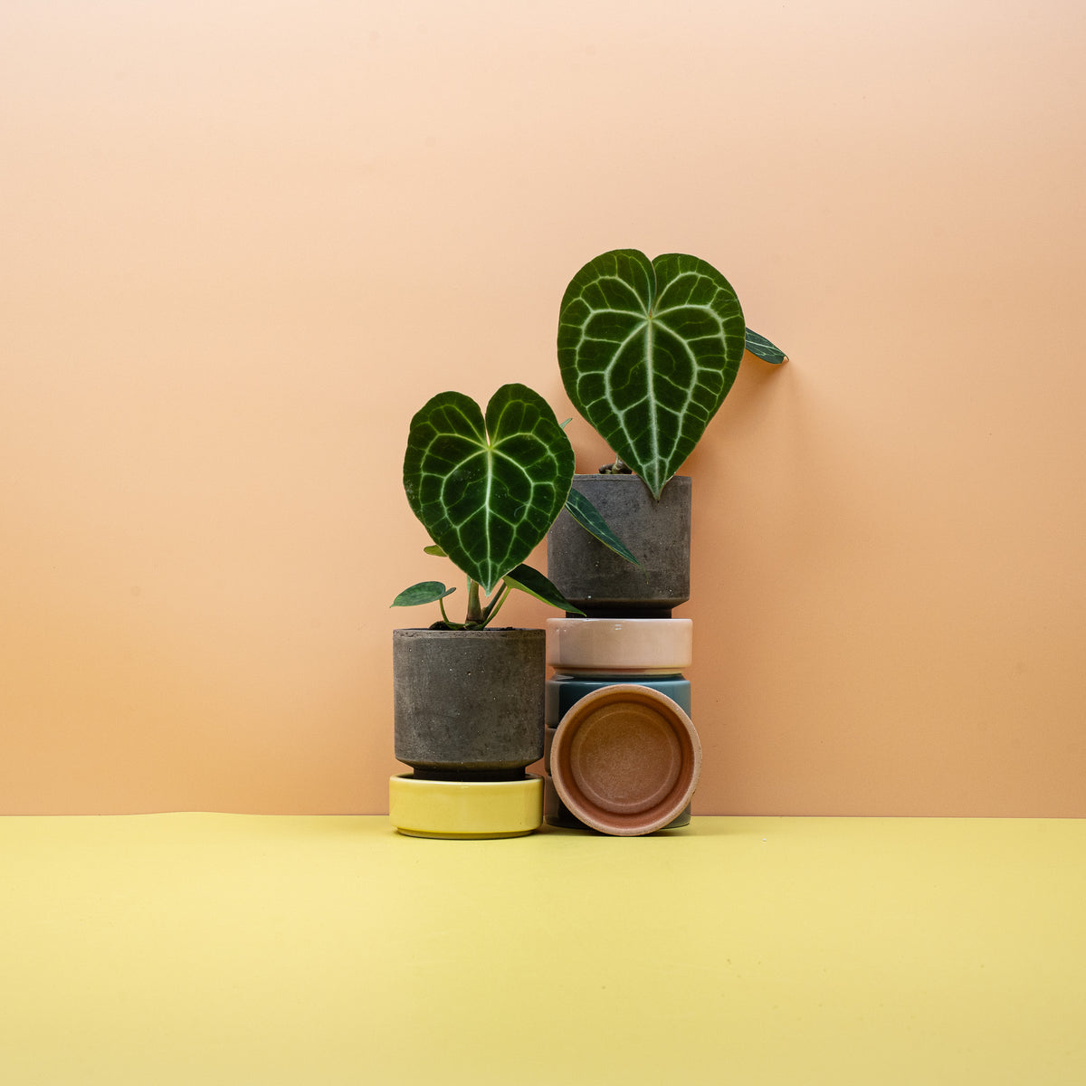 ANTHURIUM CLARINERVIUM