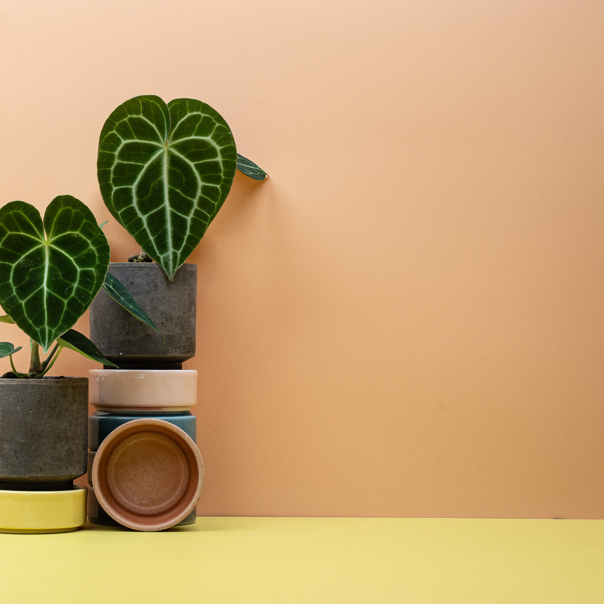 ANTHURIUM CLARINERVIUM
