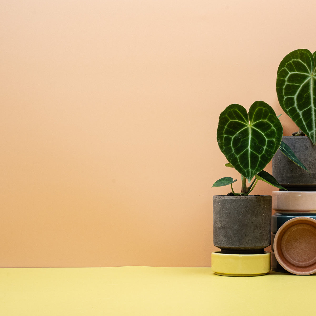 ANTHURIUM CLARINERVIUM