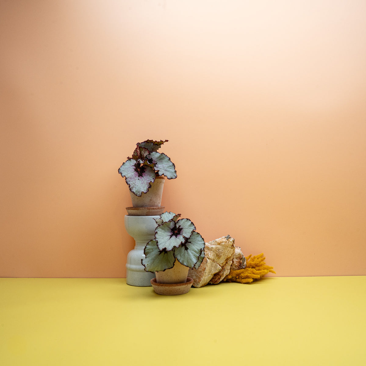 Begonia Rex Spirit of Java mit dunkel purpurner Blattmitte und dunklem Rand