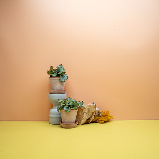 Begonia Rex Spirit of Kwale, frisch- bis silbriggrüne Blätter – potflourri