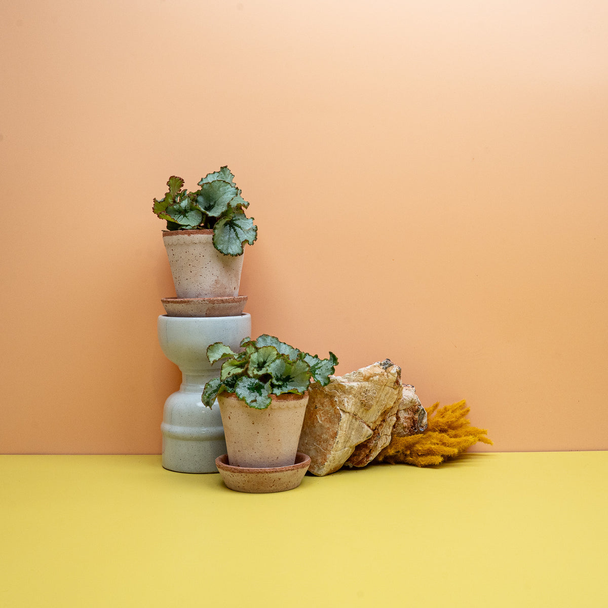 Begonia Rex Spirit of Kwale, frisch- bis silbriggrüne Blätter – potflourri
