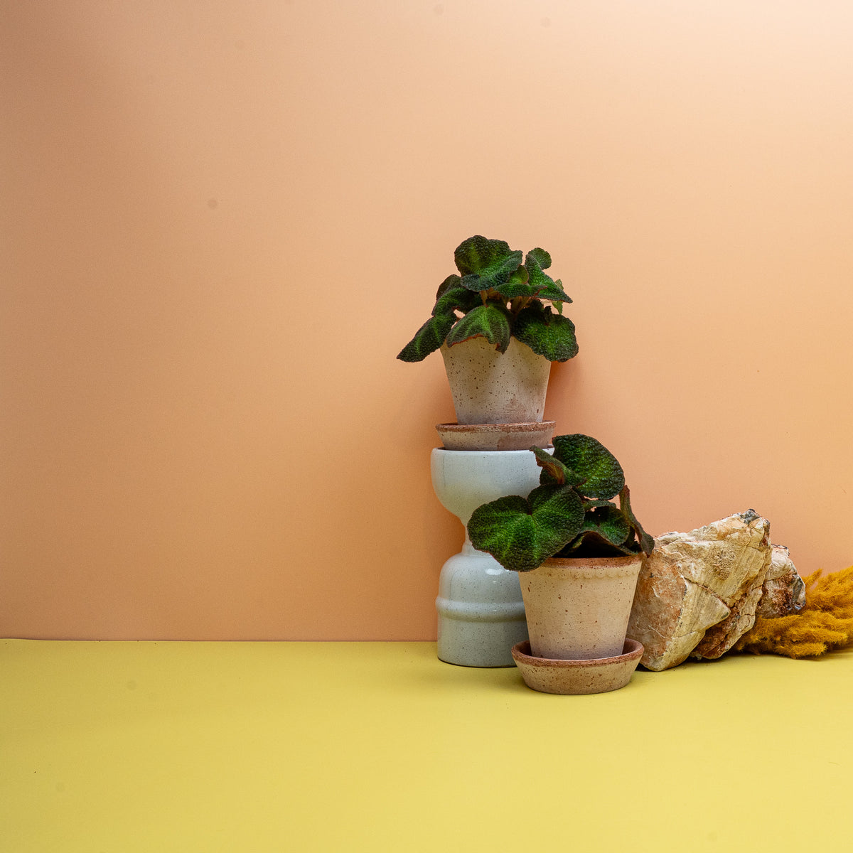 Begonia Soli Mutata im 6-cm-Topf, Blattschmuck-Begonie – potflourri