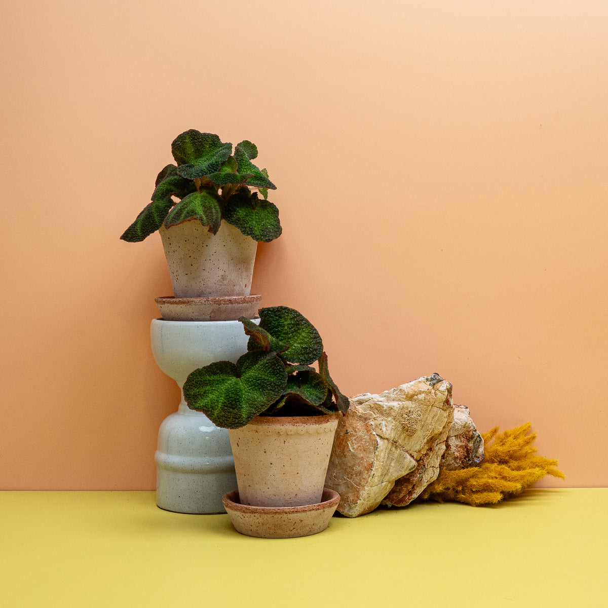 Begonia Soli Mutata Größe XS, Begonie, die je nach Licht die Blattfarbe wechselt