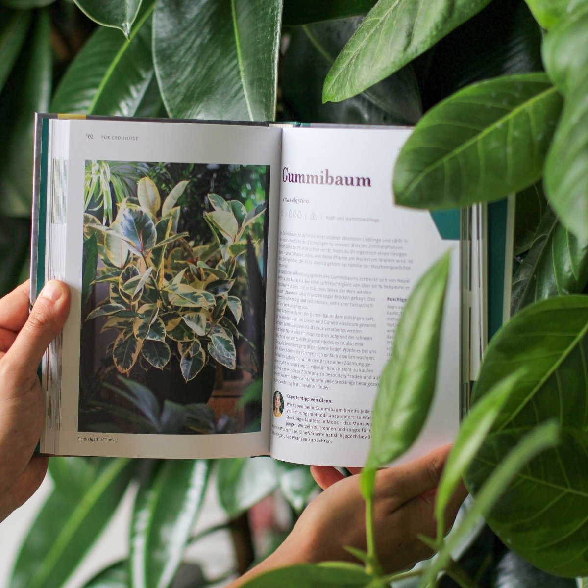 Buch Grow Your Jungle, Cover im Detail