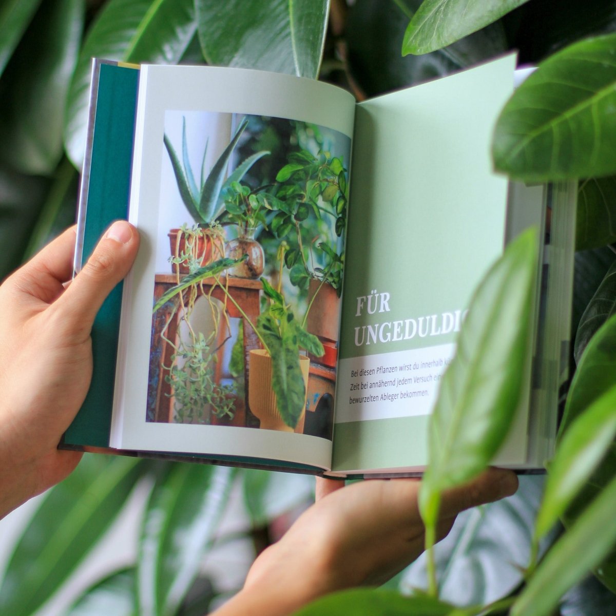 Buch Grow Your Jungle, Innenseiten im Detail
