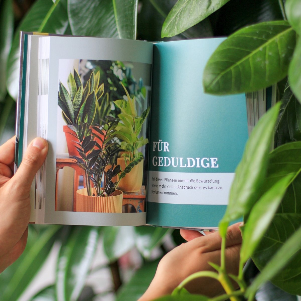 Buch Grow Your Jungle mit Schritt-für-Schritt-Anleitungen