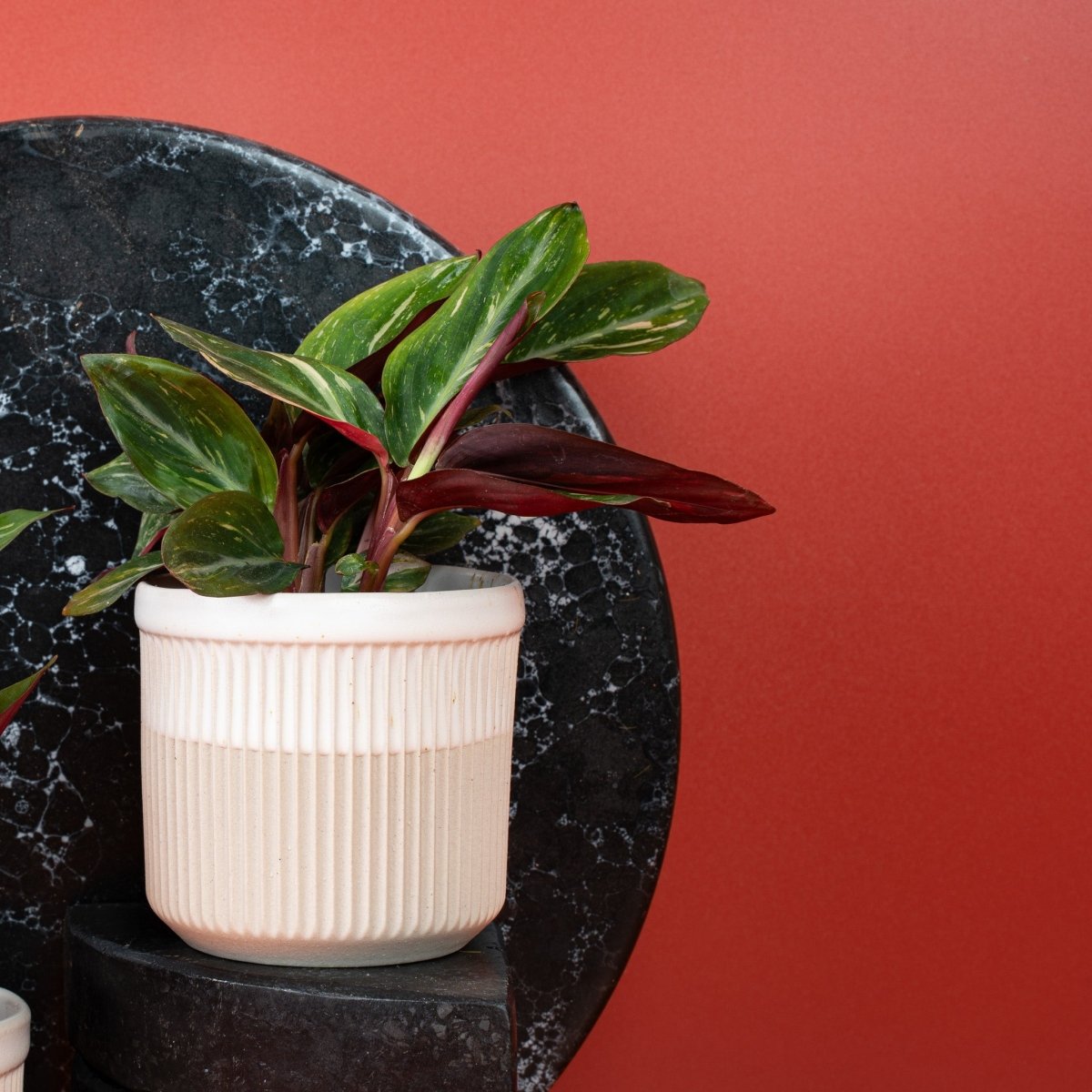 Calathea Magic Star – Ansicht 6