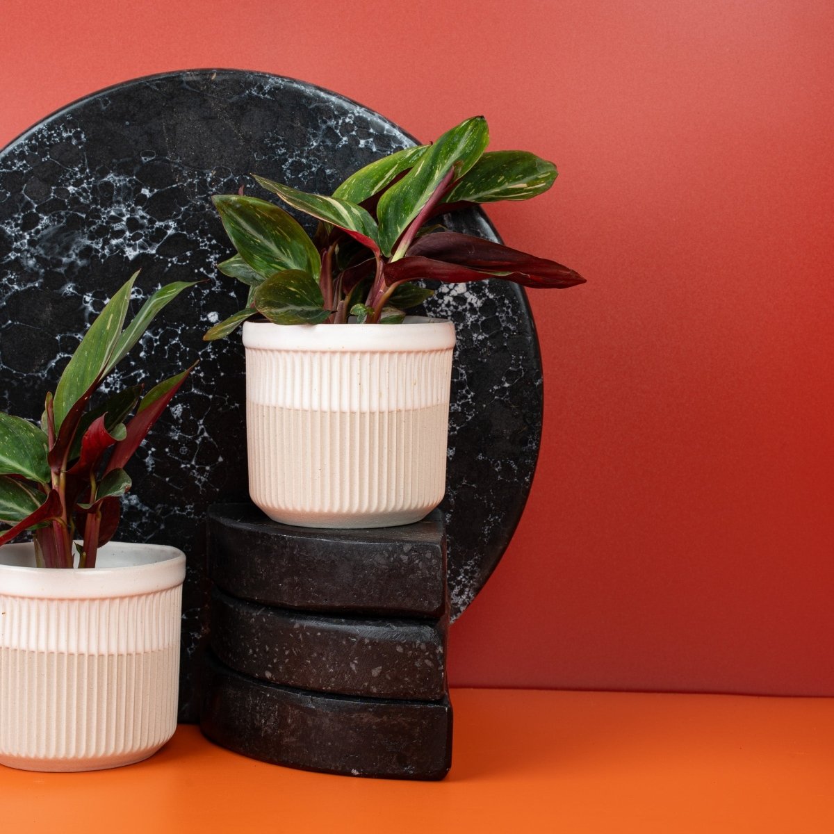 Calathea Magic Star, Korbmarante mit eingerollten Blättern