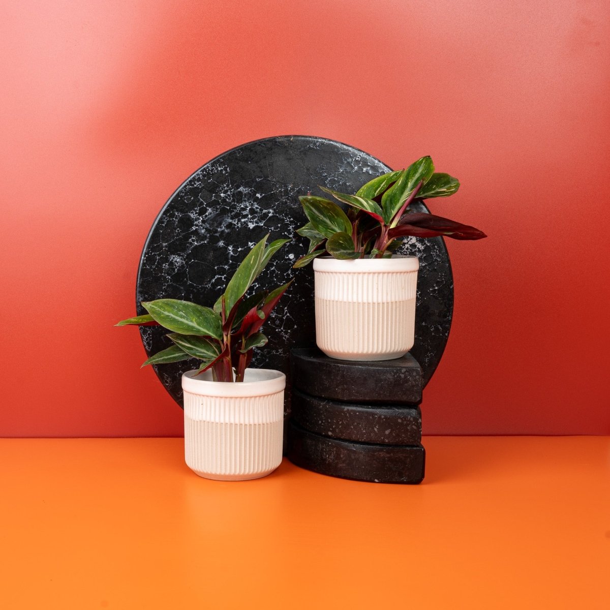 Calathea Magic Star, dunkelgrüne Blätter mit filigraner Zeichnung – potflourri