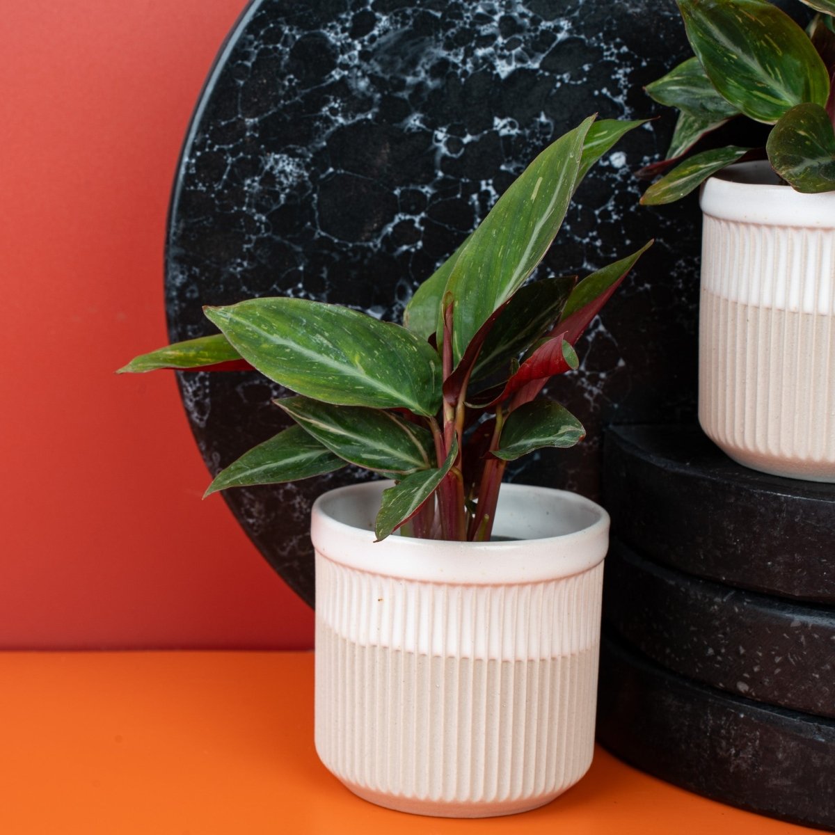 Calathea Magic Star, Kontrast von Blattober- und -unterseite